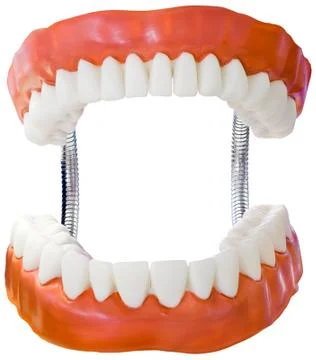 Denture model cutout Stock Photos