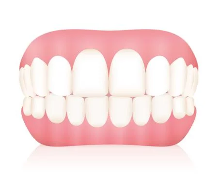 Denture Teeth Stock Illustration