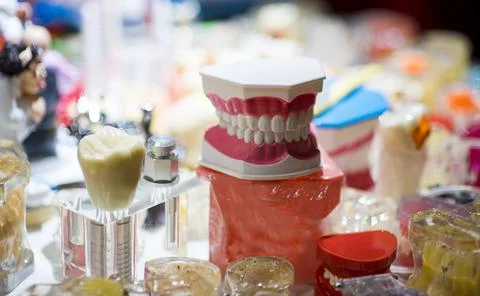 Dentures, a model of the teeth, jaw model for studying dentistry on the backg Stock Photos