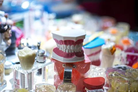 Dentures, a model of the teeth, jaw model for studying dentistry on the backg Stock Photos