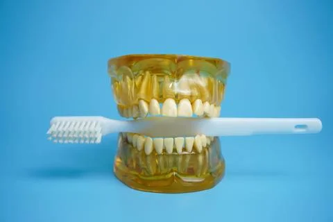 Dentures with a toothbrush on a blue background.Upper and lower jaws with f.. Stock Photos