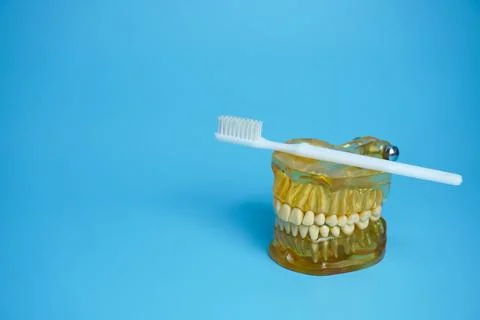 Dentures with a toothbrush on a blue background.Upper and lower jaws with f.. Stock Photos