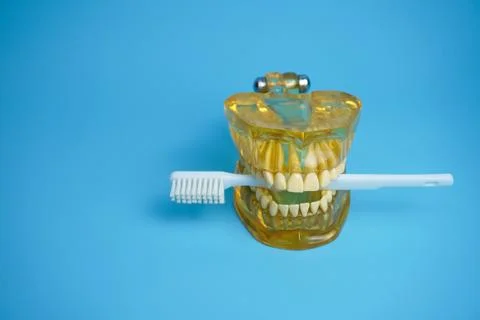 Dentures with a toothbrush on a blue background.Upper and lower jaws with f.. Stock Photos