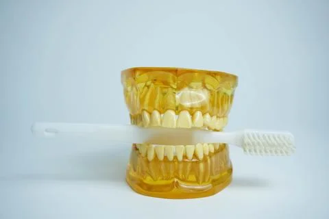 Dentures with a toothbrush on a white background.Upper and lower jaws with .. Stock Photos