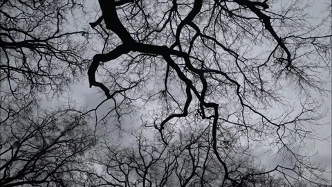 Denuded deciduous trees of Hobart, Tree Silhouette, Cloudy Winter, Climate Video stock 291986200