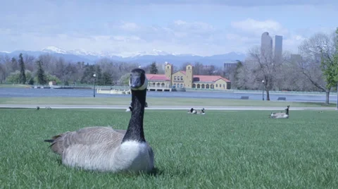 Denver City Park Stock-Footage 38375710