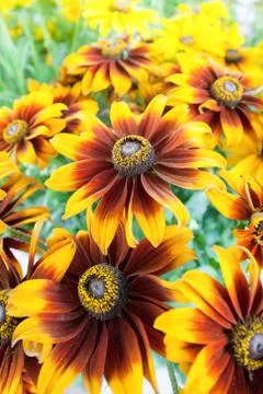 Denver daisies Stock Photos