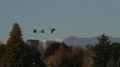 Denver Geese In City Park Stock Footage 59731272