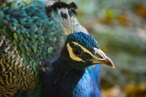 Denver Zoo Animals Stock Photos