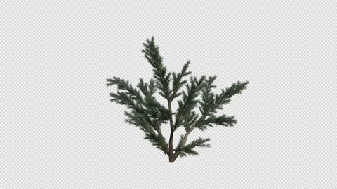 Deodar Cedar blowing in the wind Loop Animation. Alpha Channel Stock Footage 306922556