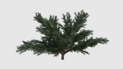 Deodar Cedar blowing in the wind Loop Animation. Alpha Channel Stock Footage 306922910