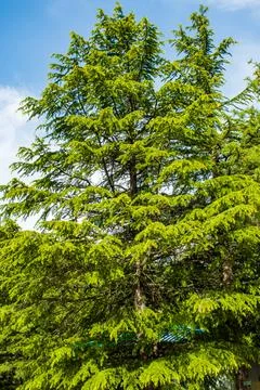 Deodar Cedar Cedrus deodara tree also known as Himalayan Cedar Foto stock