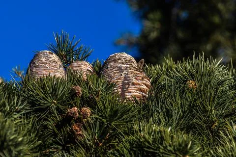 Deodar cedar cones close up shot Stock Photos