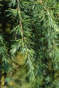 Deodar cedar Stock Photos