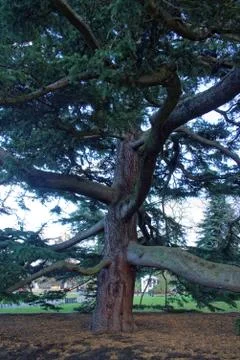 Deodar cedar Stock Photos