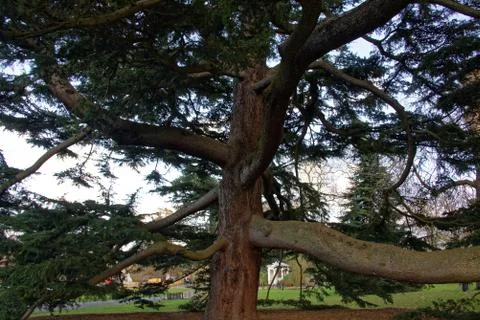 Deodar cedar Stock Photos