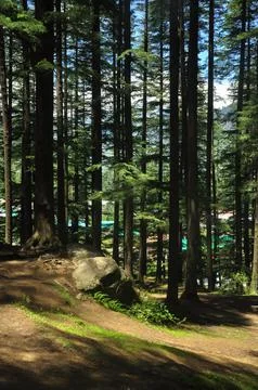 Deodar cedar trees in Van Vihar National Park in Manali, Himachal Pradesh, India Stock-Fotos