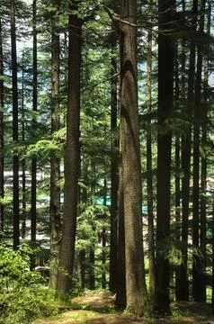 Deodar cedar trees in Van Vihar National Park in Manali, Himachal Pradesh, India Stock Photos