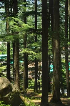 Deodar cedar trees in Van Vihar National Park in Manali, Himachal Pradesh, India 写真素材