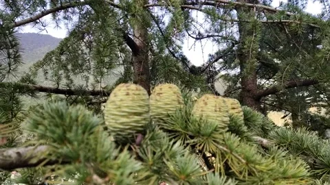 Deodar eggs in himalaya Stock Footage 155034230