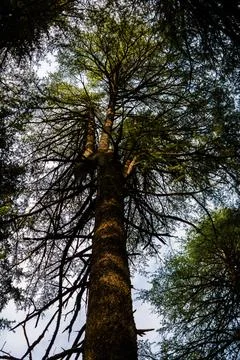 Deodar or Pine trees of Lansdowne Uttarakhand. A Scenic beauty in Lansdowne.. Stock-Fotos