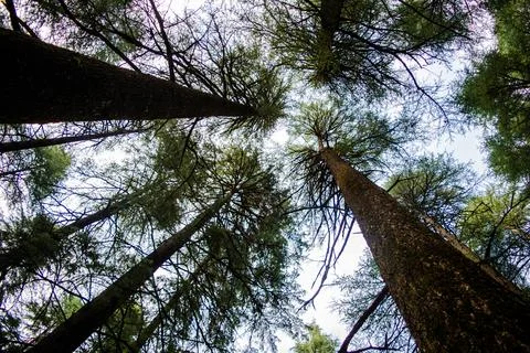 Deodar or Pine trees of Lansdowne Uttarakhand. A Scenic beauty in Lansdowne.. Stock Photos