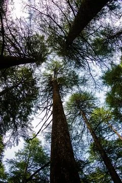 Deodar or Pine trees of Lansdowne Uttarakhand. A Scenic beauty in Lansdowne.. Stock Photos
