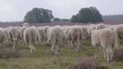 Departing Sheep Video stock 144109824