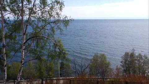 Departure of the camera from lake Baikal through the birch Stock Footage
