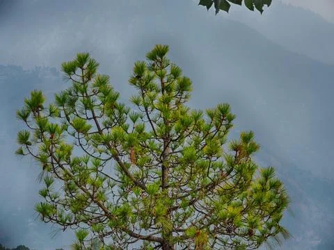 Depicts a Chir pine based on its characteristic needle structure and branchi 写真素材