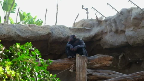 Depressed chimpanzee alone Stock Footage 132788841