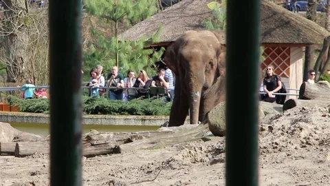 Depressed elephant at the zoo Stock Footage 74502245