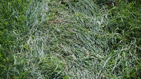 Depressed grass on a dirt road Stock Footage 115638747
