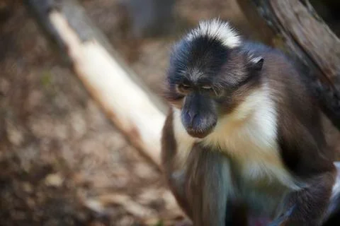 Depressed monkey Stock Photos