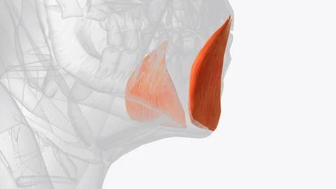 The depressor anguli oris muscle (triangularis muscle) is a facial muscle Stock Illustration