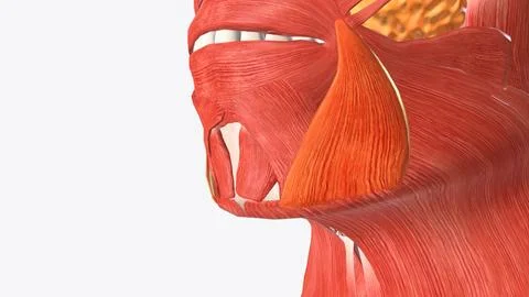 The depressor anguli oris muscle (triangularis muscle) is a facial muscle Stock Illustration