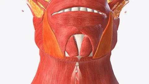 The depressor anguli oris muscle (triangularis muscle) is a facial muscle Stock Illustration