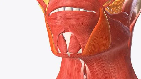 The depressor anguli oris muscle (triangularis muscle) is a facial muscle Stock Illustration