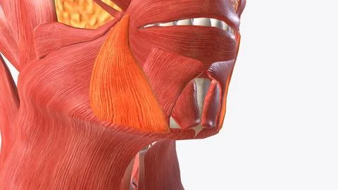 The depressor anguli oris muscle (triangularis muscle) is a facial muscle Stock Illustration