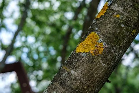 Deprive on the trunk of an apple tree. Stock Photos