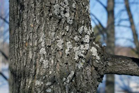 Deprive the trunk of a tree in the forest Stock Photos