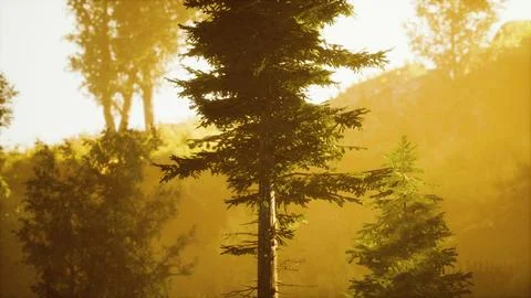 Depth of coniferous forest with magical sunlight passing between the trees Stock Illustration