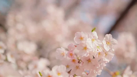 Depth dolly, close up, Cherry Blossom trees flower in yeouido Park Stockbeeldmateriaal 106610669