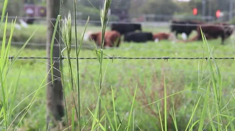 Depth of Field Blurred 8 Brown and Black Cows Graze Alongside Busy Highway Stock Footage 12317263