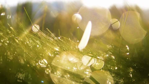 Depth of field blurred green grass with water drops landscape. Static 4k footage Stock Footage 88530775