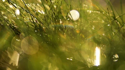 Depth of field blurred green grass with water drops. Defocused Bokeh 4k footage Stock Footage 88531297