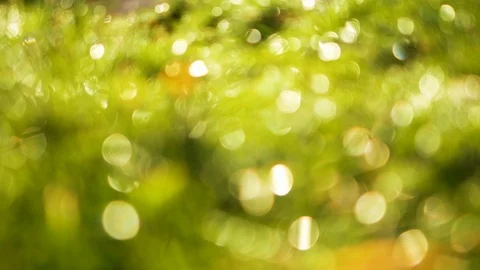 Depth of field blurred green grass with water drops. 4k bokeh backdrop 3840x2160 Video stock 88531606