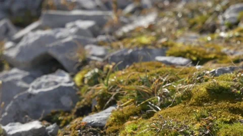 Depth of field change of alpine flora 4k uhd Stock Footage 43814106