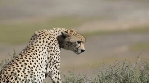 DEPTH OF FIELD CHEETAH 库存影片 48239187