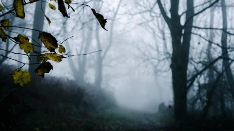 A depth of field edit of leaves in the foreground. in a spooky forest Stock Photos